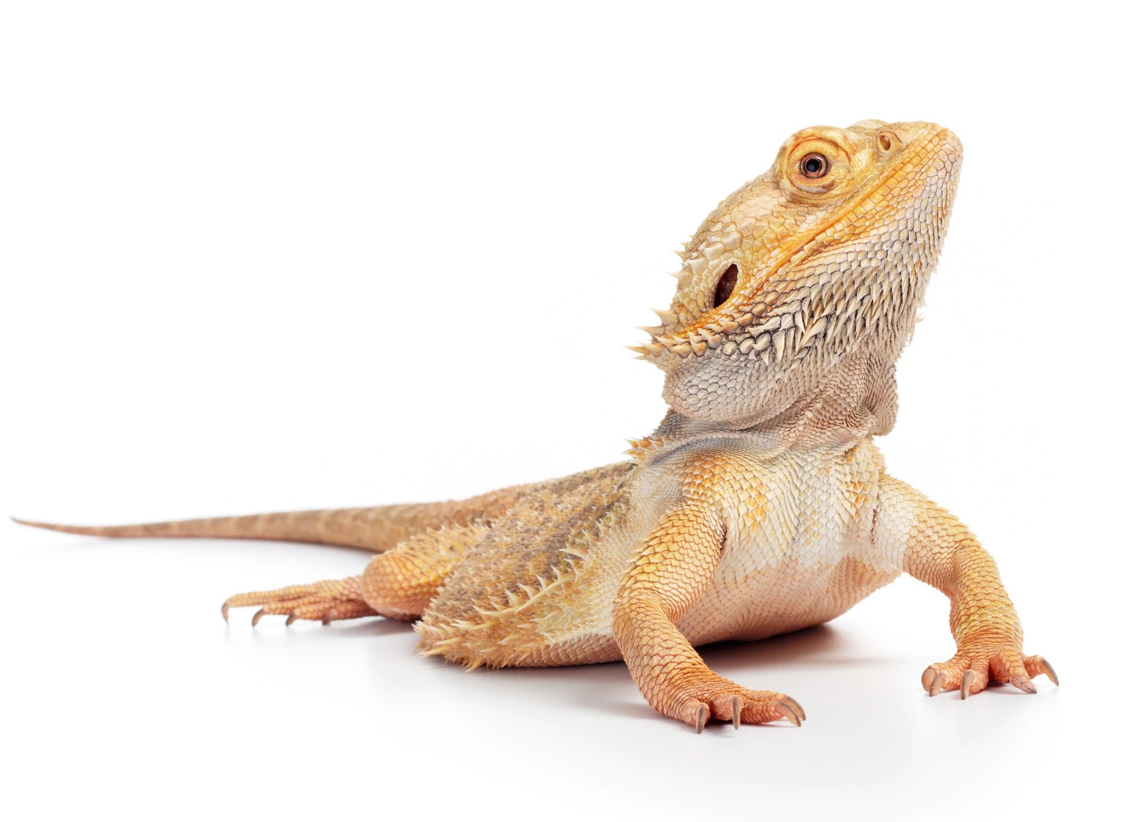 bearded-dragon.jpg
